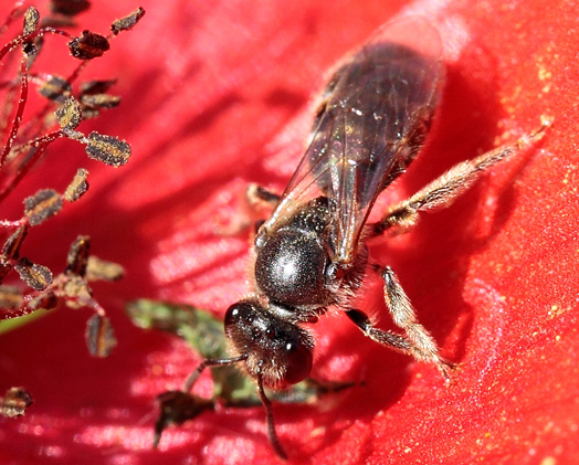 Imenottero da id (Apidae Andreninae?)